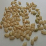玄米のアブシジン酸を無毒化する方法【玄米の浸水時間】