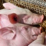 子豚のミルクの段階から抗生物質不使用の豚（保美豚）