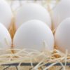 鶏の健康状態が良ければ抗生物質を使わない卵ができる