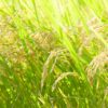 自然栽培「無農薬・無肥料」お米の栽培の秘訣