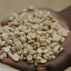 アラビカ種のティピカは世界のコーヒーの原種【ウガンダ自然栽培】