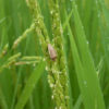 自然栽培稲作で稲の害虫であるカメムシに困らなくなる