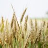 遺伝子組み換えで小麦をやるにあたって日本がターゲットである