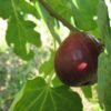自然栽培果樹に挑戦【ブルーベリー、桃、ブドウ、イチジクなど】