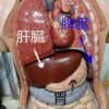 東洋医学における「消化器」胃腸の養生法